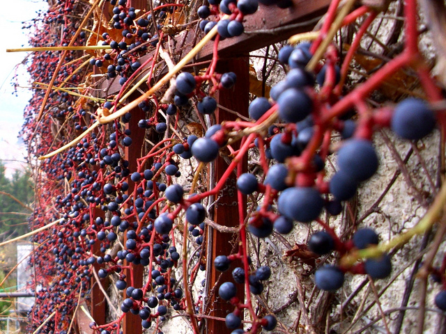 Vigne-vierge à trois pointes (Parthenocissus tricuspidata)