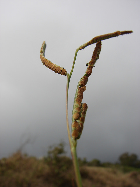 Herbe de dallis