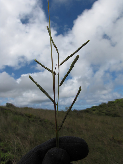 Herbe de dallis
