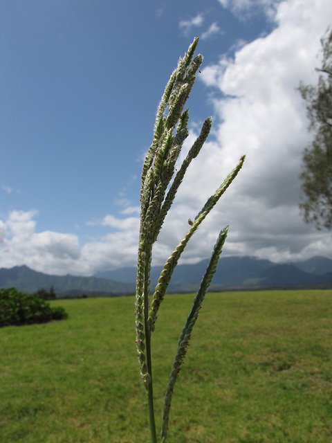 Herbe de dallis
