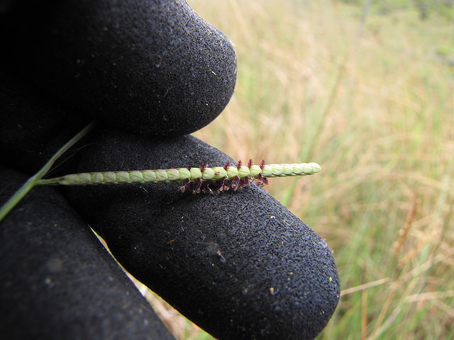 Herbe de dallis
