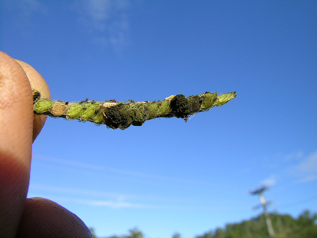 Herbe de dallis (Paspalum dilatatum)