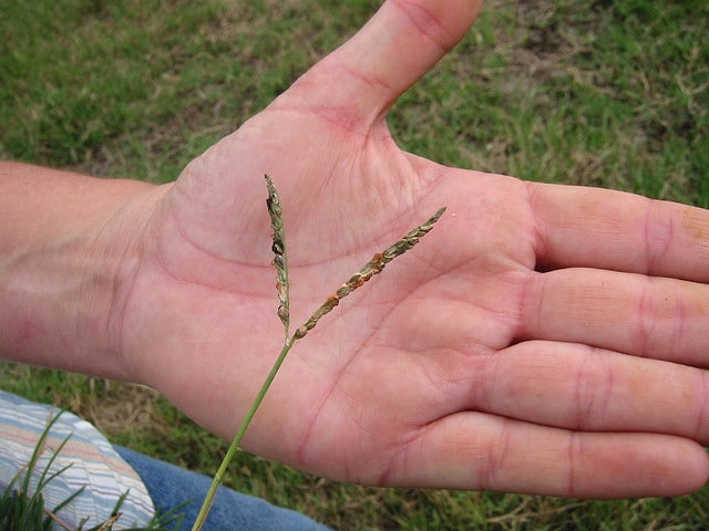 Paspale à deux épis (Paspalum distichum)