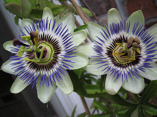 Passiflore bleue
