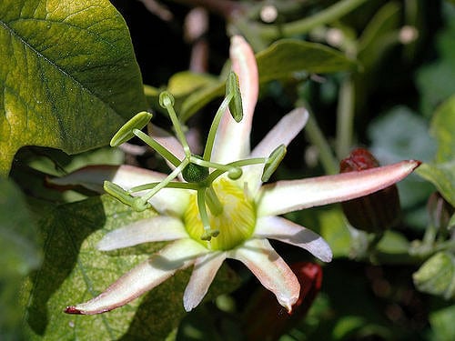 Passiflora herbertiana