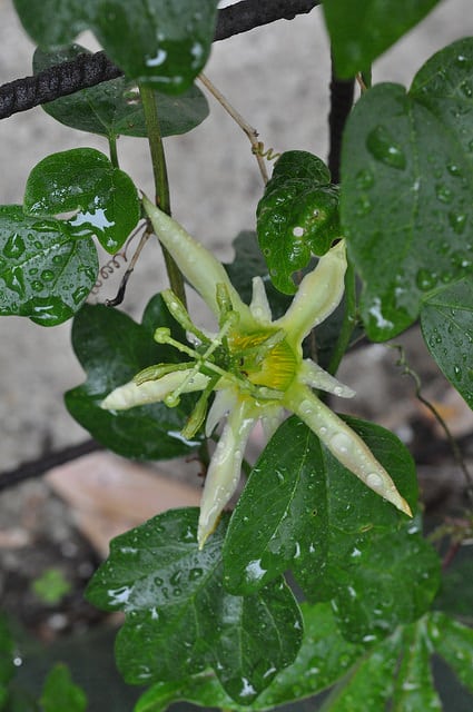 Passiflora herbertiana
