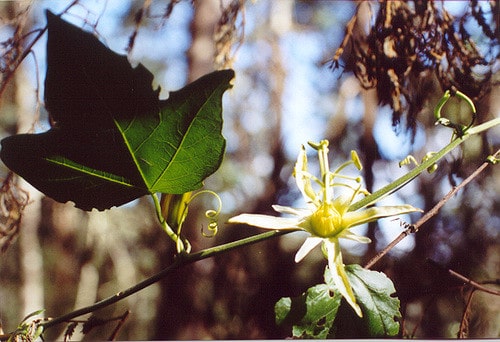 Passiflora herbertiana