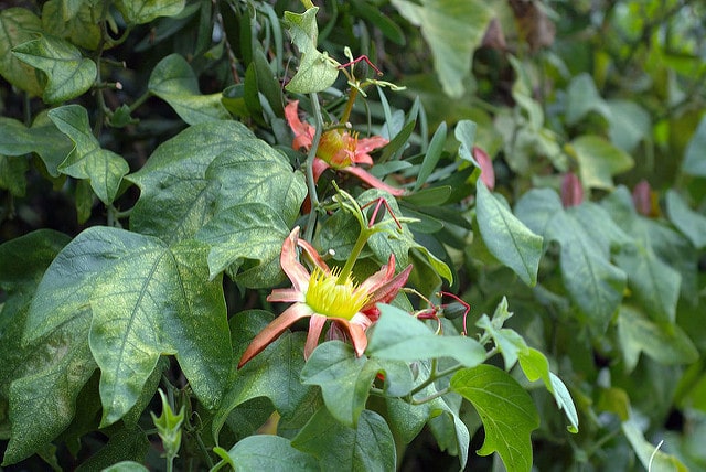Passiflora herbertiana
