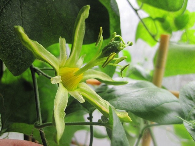 Passiflora herbertiana