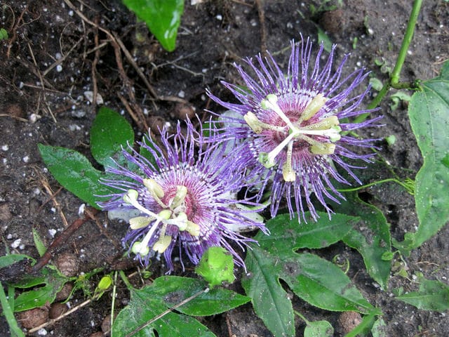 Passiflore officinale