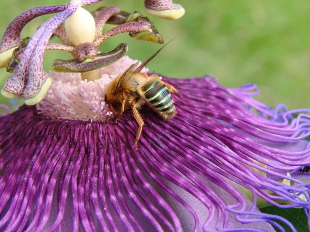 Passiflore officinale