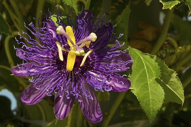 Passiflore officinale