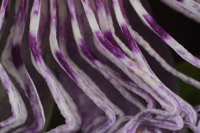 Passiflore officinale