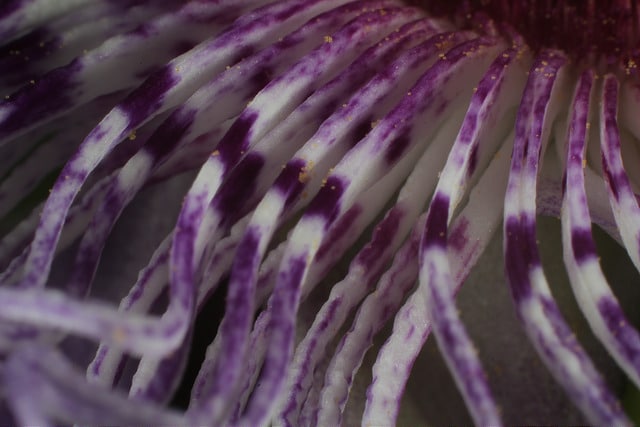 Passiflore officinale