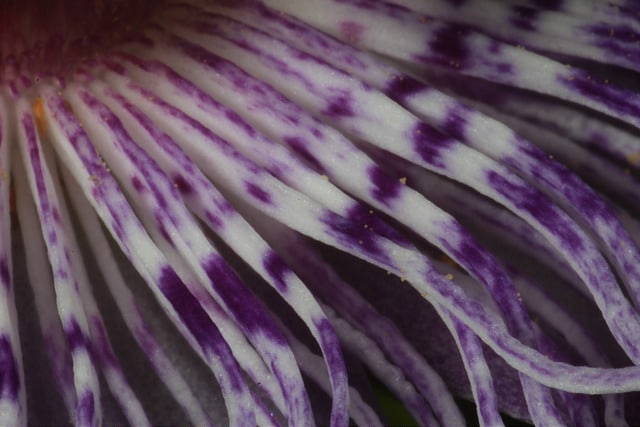 Passiflore officinale (Passiflora incarnata)