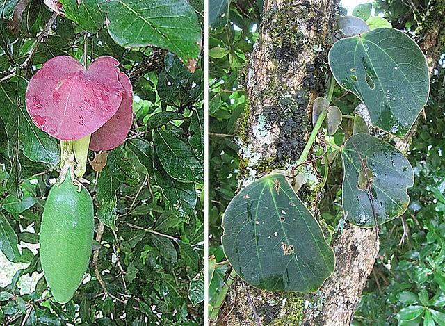 Passiflora membranacea