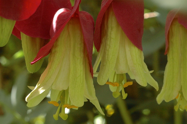 Passiflora membranacea