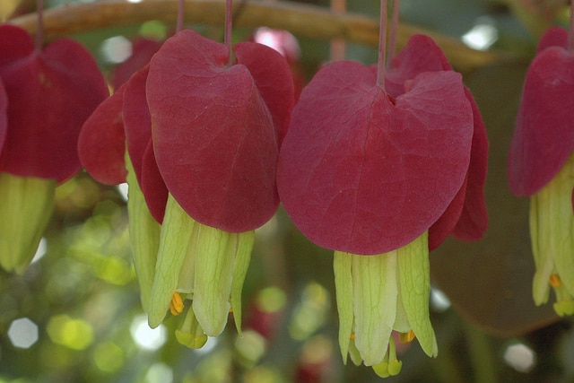Passiflora membranacea