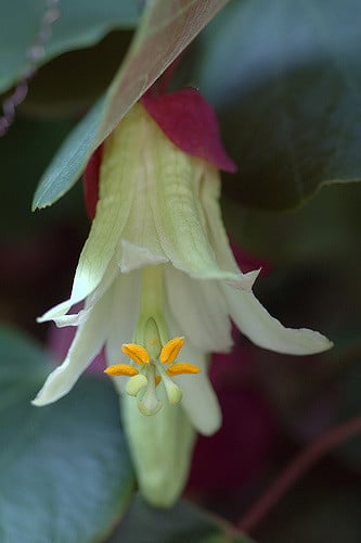 Passiflora membranacea