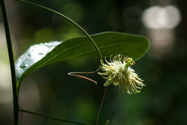 Passiflora tetrandra