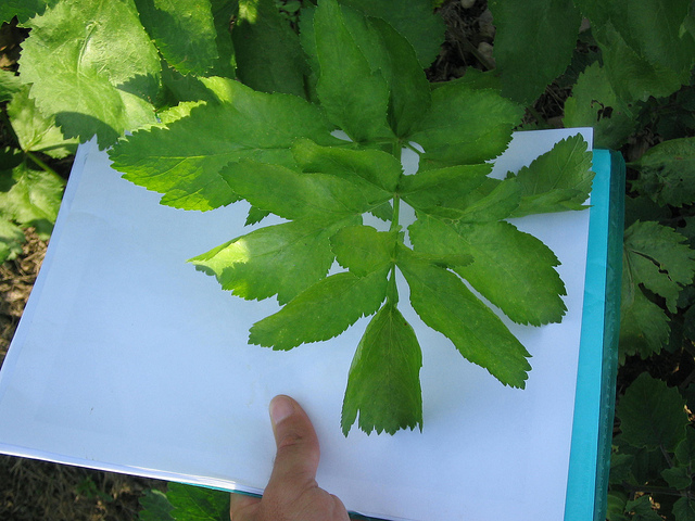 Panais (Pastinaca sativa)