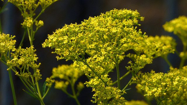 Patrinia scabiosifolia