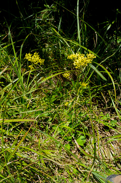 Patrinia scabiosifolia