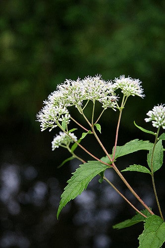 Patrinia villosa (Patrinia villosa)