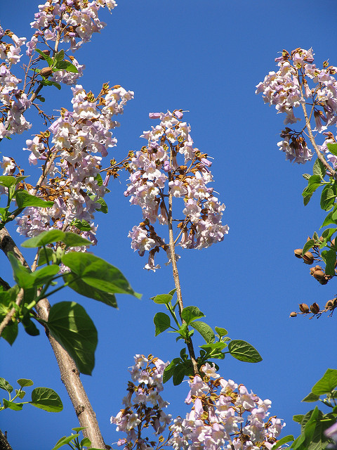 Paulownia
