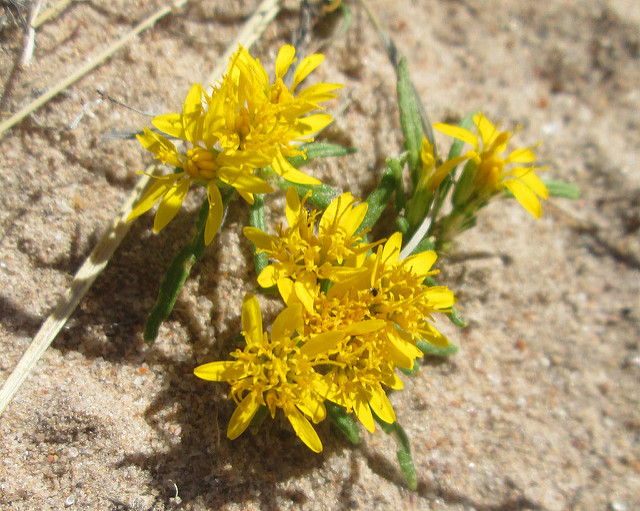 Pectis angustifolia