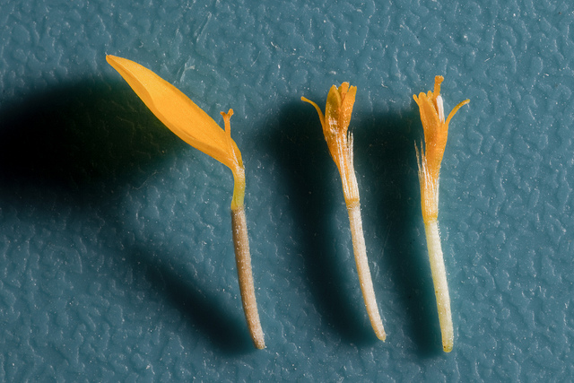 Pectis papposa