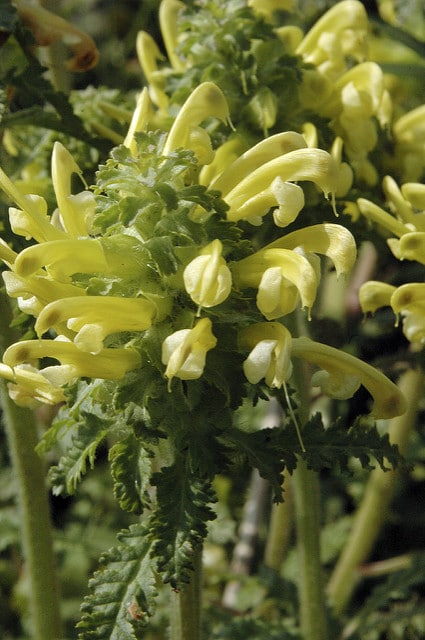 Pedicularis canadensis