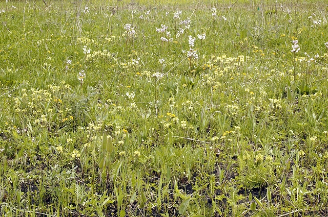 Pedicularis canadensis
