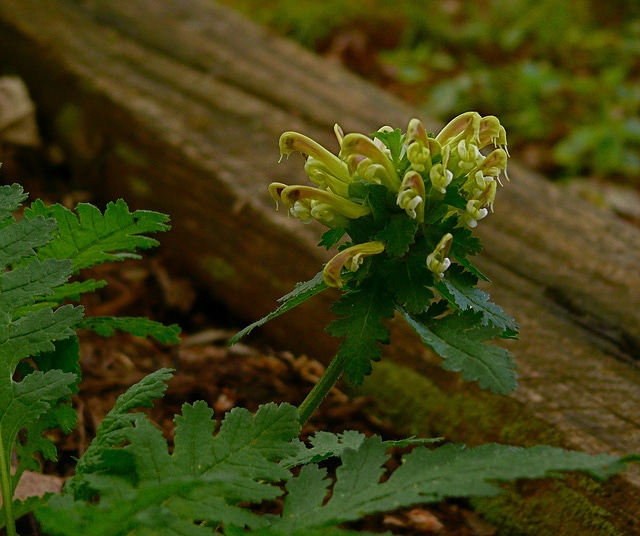 Pedicularis canadensis