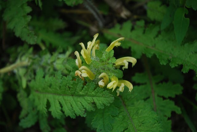 Pedicularis canadensis