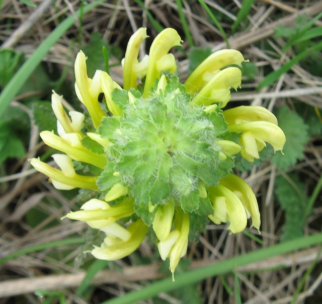 Pedicularis canadensis (Pedicularis canadensis)