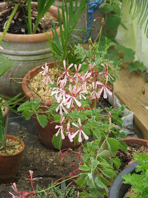 Geranium acetosum (Pelargonium acetosum)