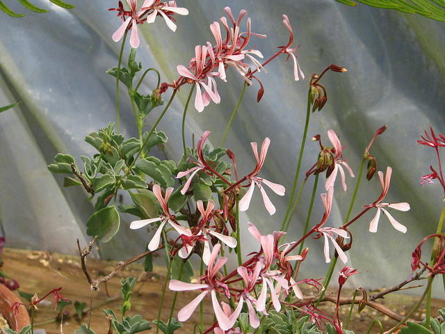 Geranium acetosum