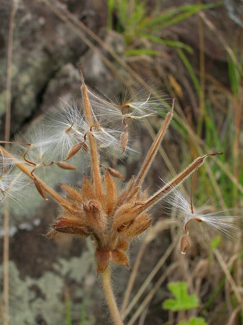 Pelargonium capitatum