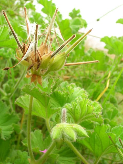 Pelargonium capitatum