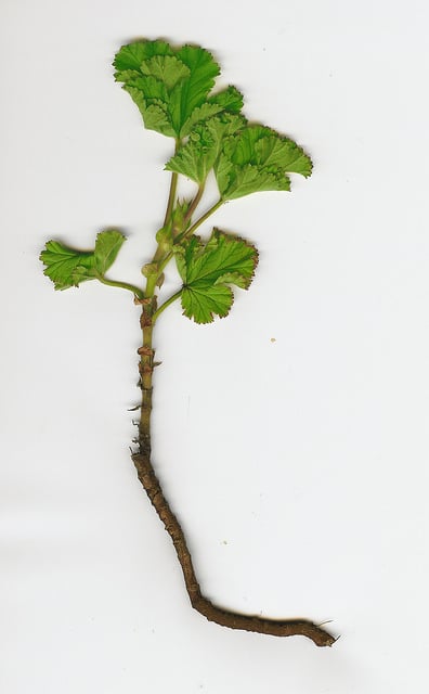 Pelargonium capitatum