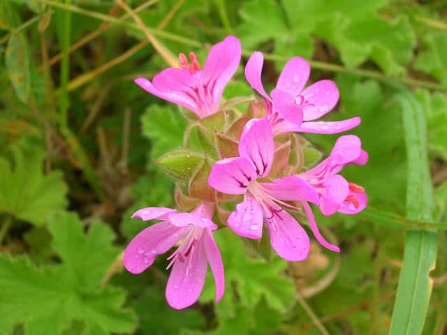 Pelargonium capitatum