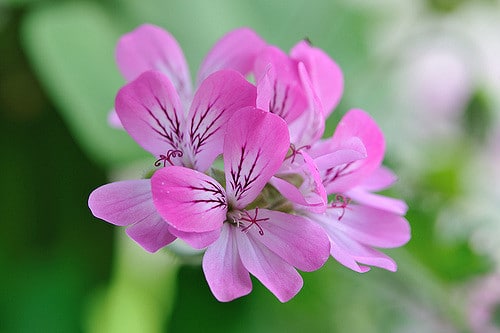 Pelargonium capitatum