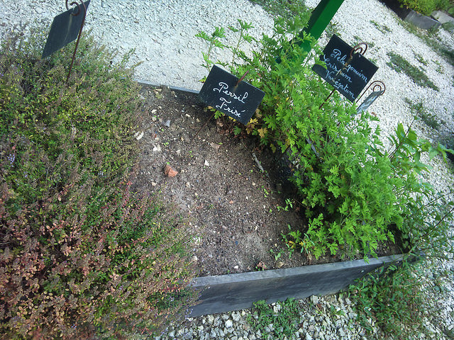Géranium odorant (Pelargonium crispum)
