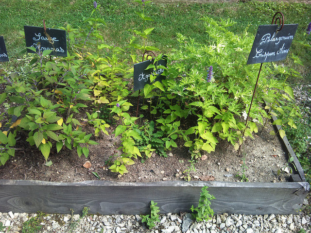 Géranium odorant