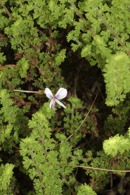 Géranium odorant