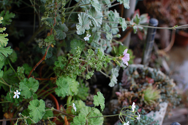 Géranium odorant