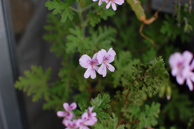 Géranium odorant