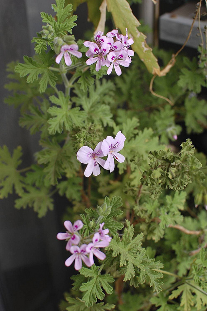 Géranium odorant
