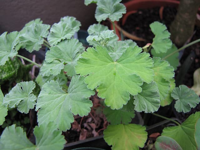 Pelargonium fragrans